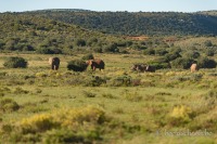 Zuid-Afrika-855